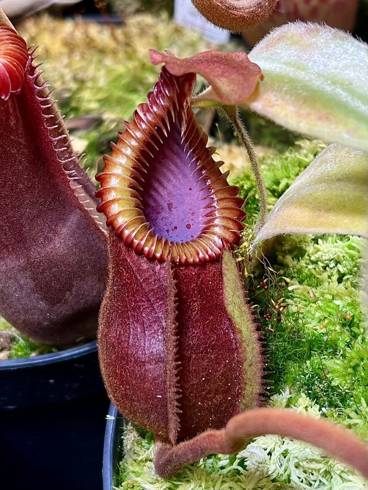 Nepenthes diabolica x villosa 大森食虫植物農園