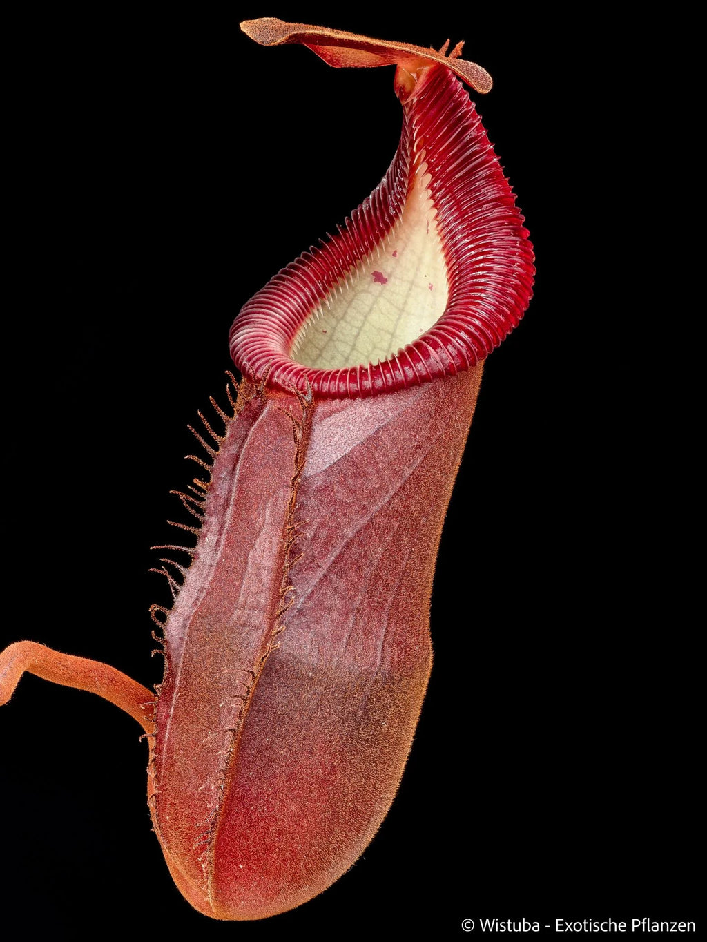 Nepenthes diatas (Bandahara) 大森食虫植物農園