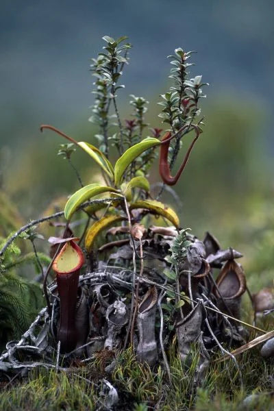 Nepenthes diatas (Bandahara) 大森食虫植物農園