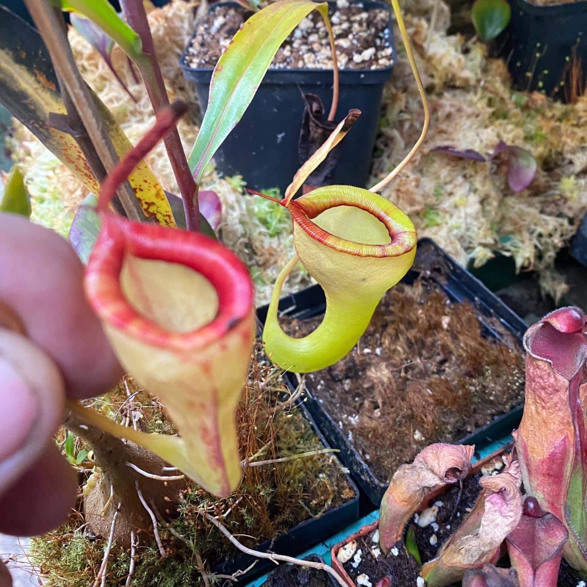 Nepenthes dubia, 6-8 cm, Malea, Sumatra 大森食虫植物農園