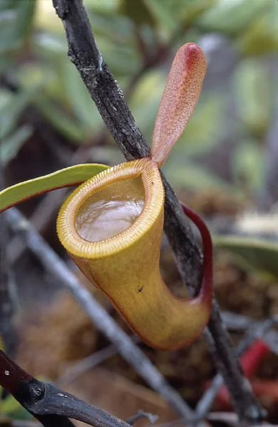 Nepenthes dubia (Gunung Talamau, West Sumatra) 大森食虫植物農園
