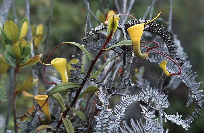 Nepenthes dubia (Gunung Talamau, West Sumatra) 大森食虫植物農園