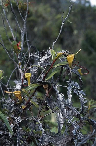 Nepenthes dubia (Gunung Talamau, West Sumatra) 大森食虫植物農園