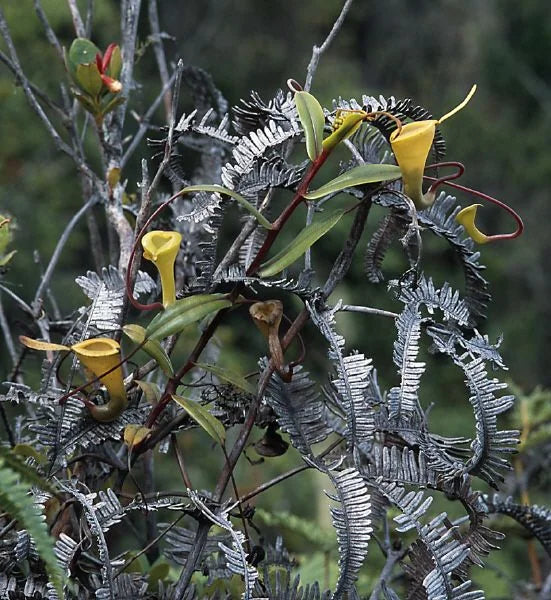Nepenthes dubia (Gunung Talamau, West Sumatra) 大森食虫植物農園