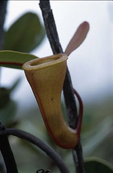 Nepenthes dubia (Gunung Talamau, West Sumatra) 大森食虫植物農園