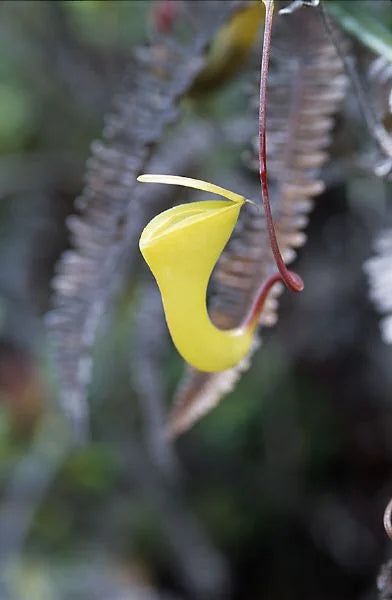 Nepenthes dubia (Gunung Talamau, West Sumatra) 大森食虫植物農園
