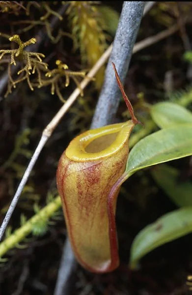 Nepenthes dubia (Gunung Talamau, West Sumatra) 大森食虫植物農園
