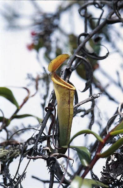 Nepenthes dubia (Gunung Talamau, West Sumatra) 大森食虫植物農園