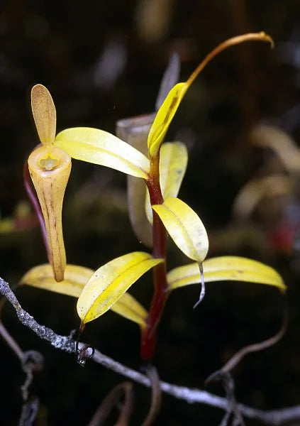 Nepenthes dubia (Gunung Talamau, West Sumatra) 大森食虫植物農園