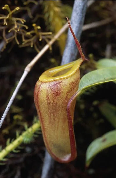 Nepenthes dubia (Gunung Talamau, West Sumatra) 大森食虫植物農園