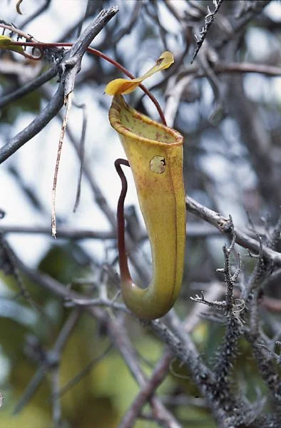 Nepenthes dubia (Gunung Talamau, West Sumatra) 大森食虫植物農園