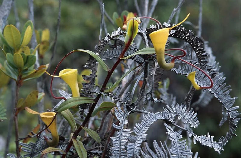 Nepenthes dubia (Gunung Talamau, West Sumatra) 大森食虫植物農園