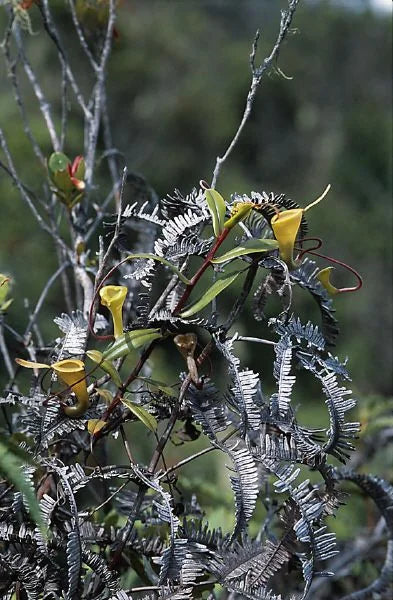 Nepenthes dubia (Gunung Talamau, West Sumatra) 大森食虫植物農園