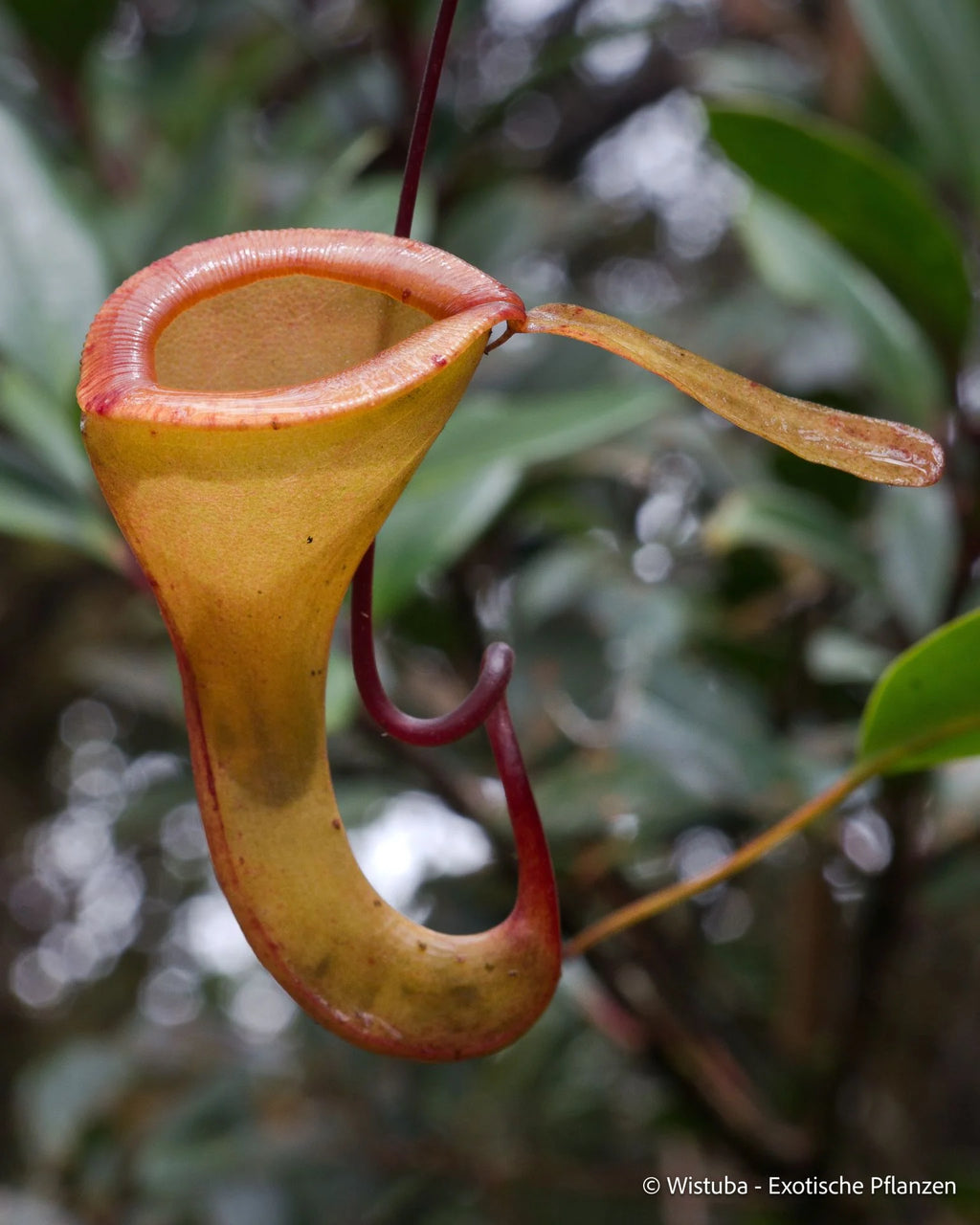 Nepenthes dubia (Malea, Sumatra) 大森食虫植物農園