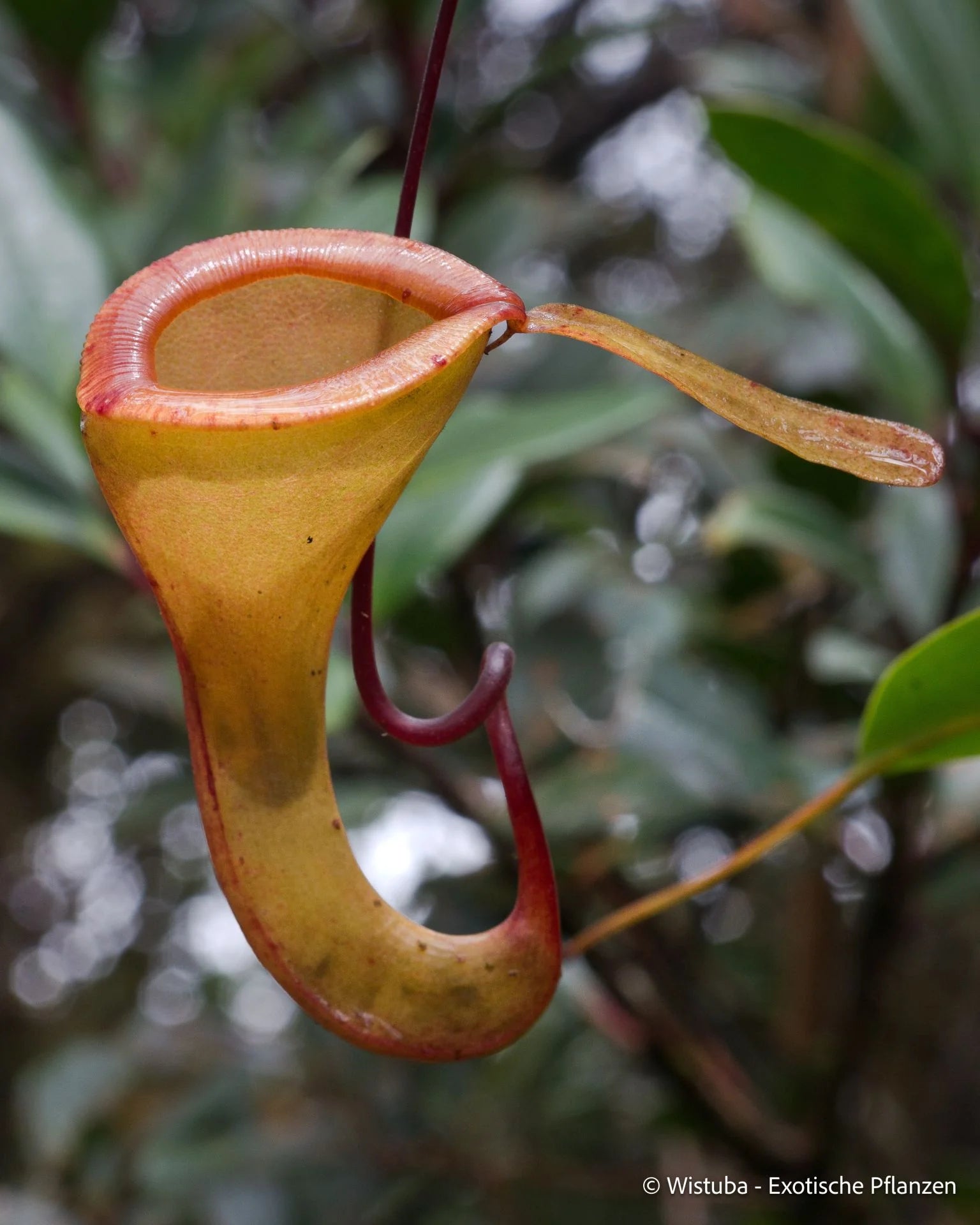 Nepenthes dubia (Malea, Sumatra) 大森食虫植物農園