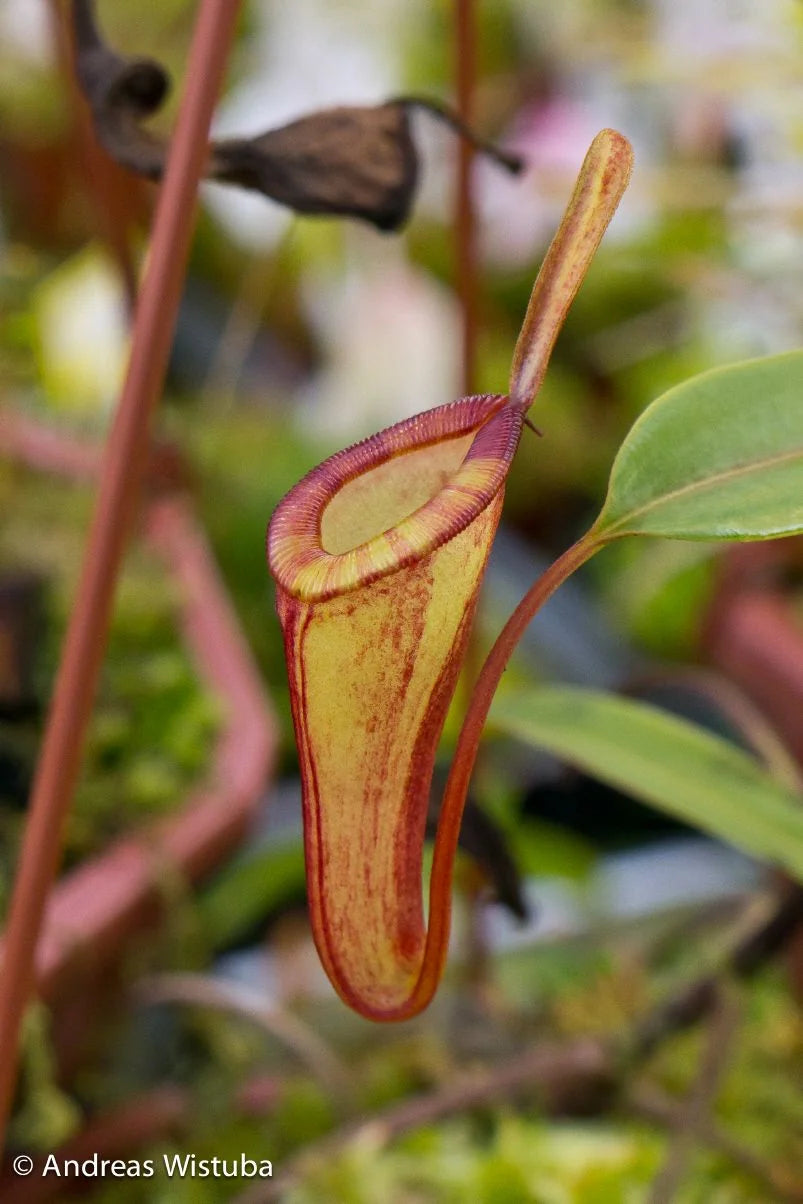 Nepenthes dubia (Malea, Sumatra) 大森食虫植物農園