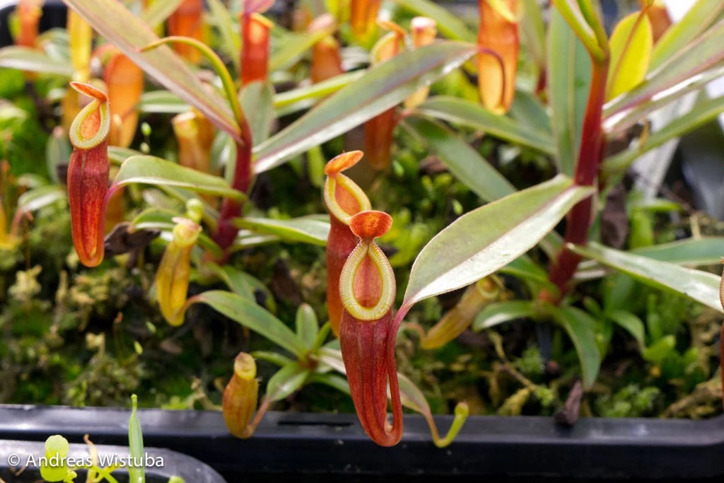 Nepenthes dubia (Malea, Sumatra) 大森食虫植物農園