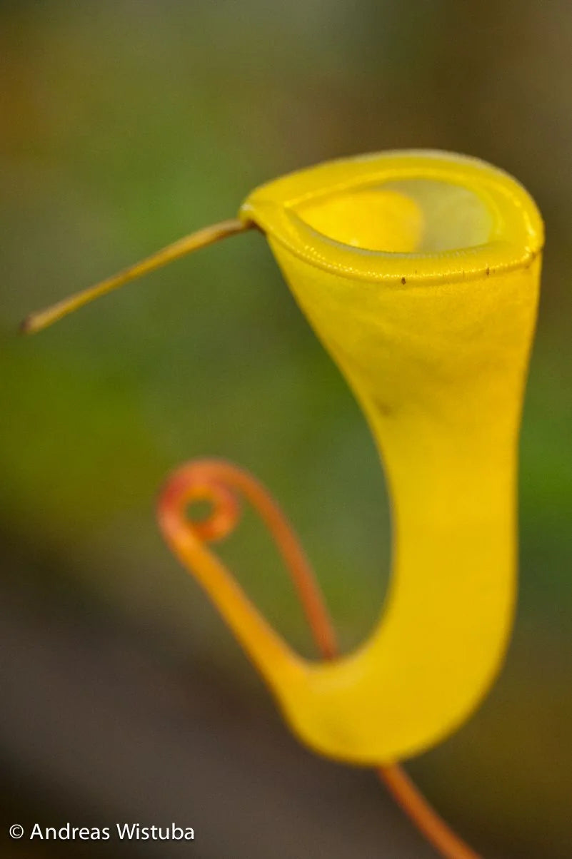 Nepenthes dubia (Malea, Sumatra) 大森食虫植物農園