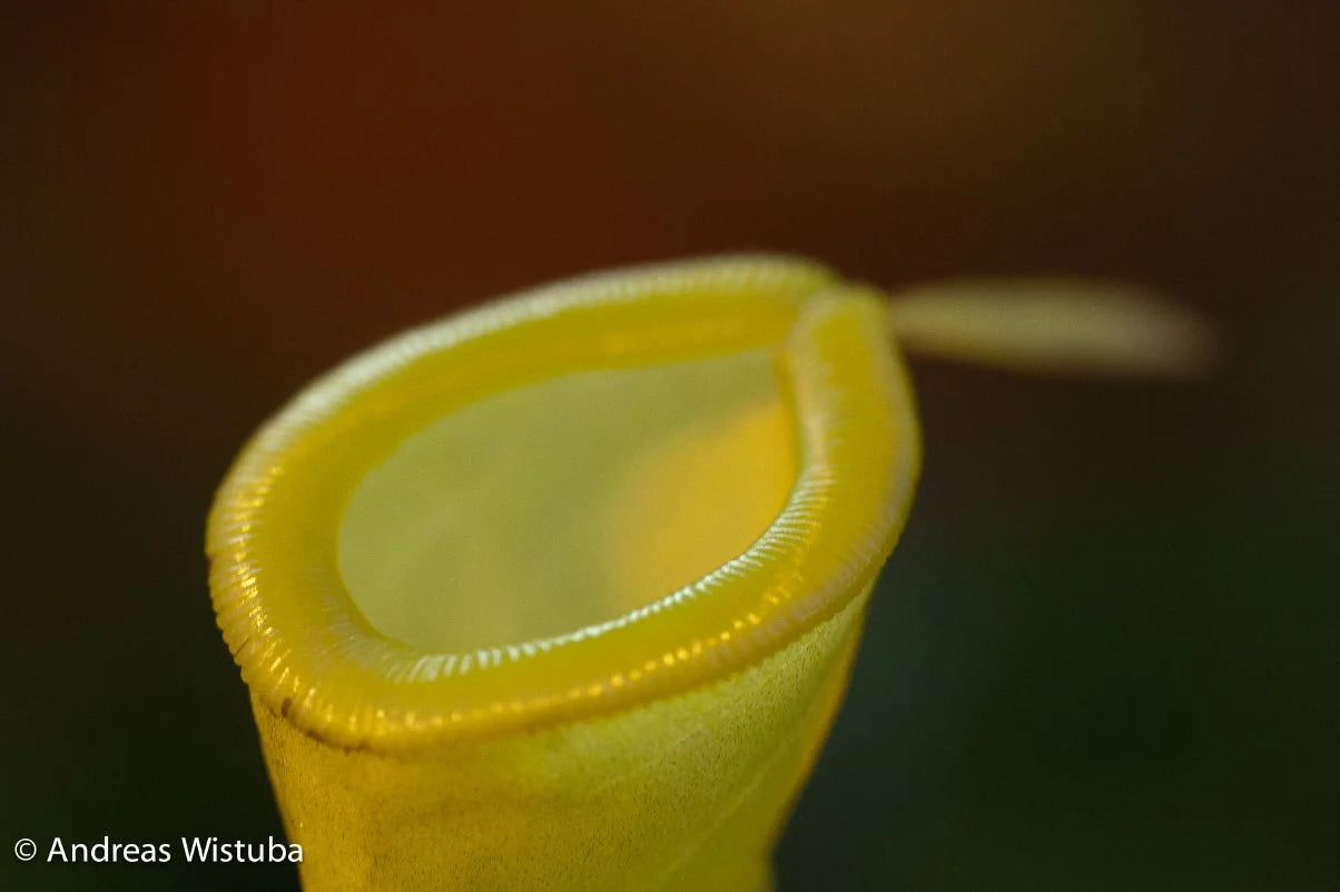Nepenthes dubia (Malea, Sumatra) 大森食虫植物農園