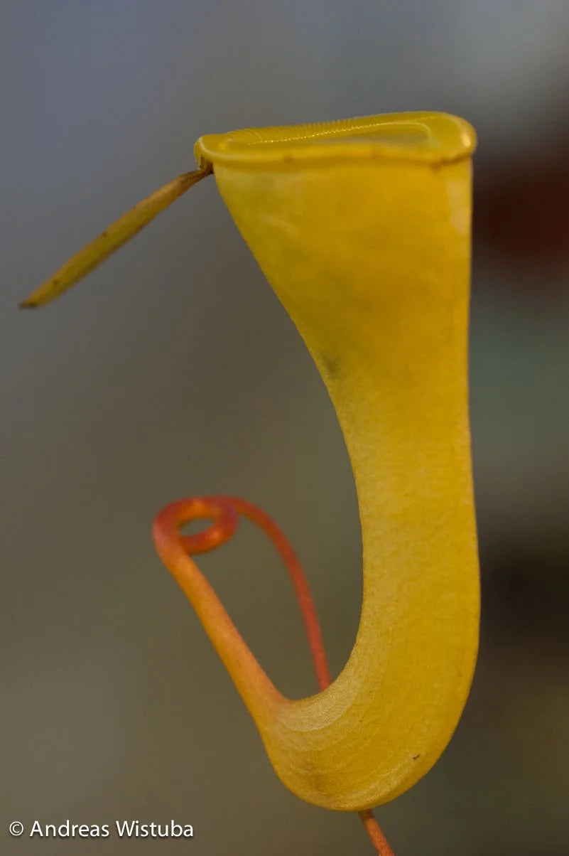 Nepenthes dubia (Malea, Sumatra) 大森食虫植物農園