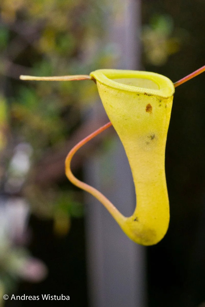 Nepenthes dubia (Malea, Sumatra) 大森食虫植物農園