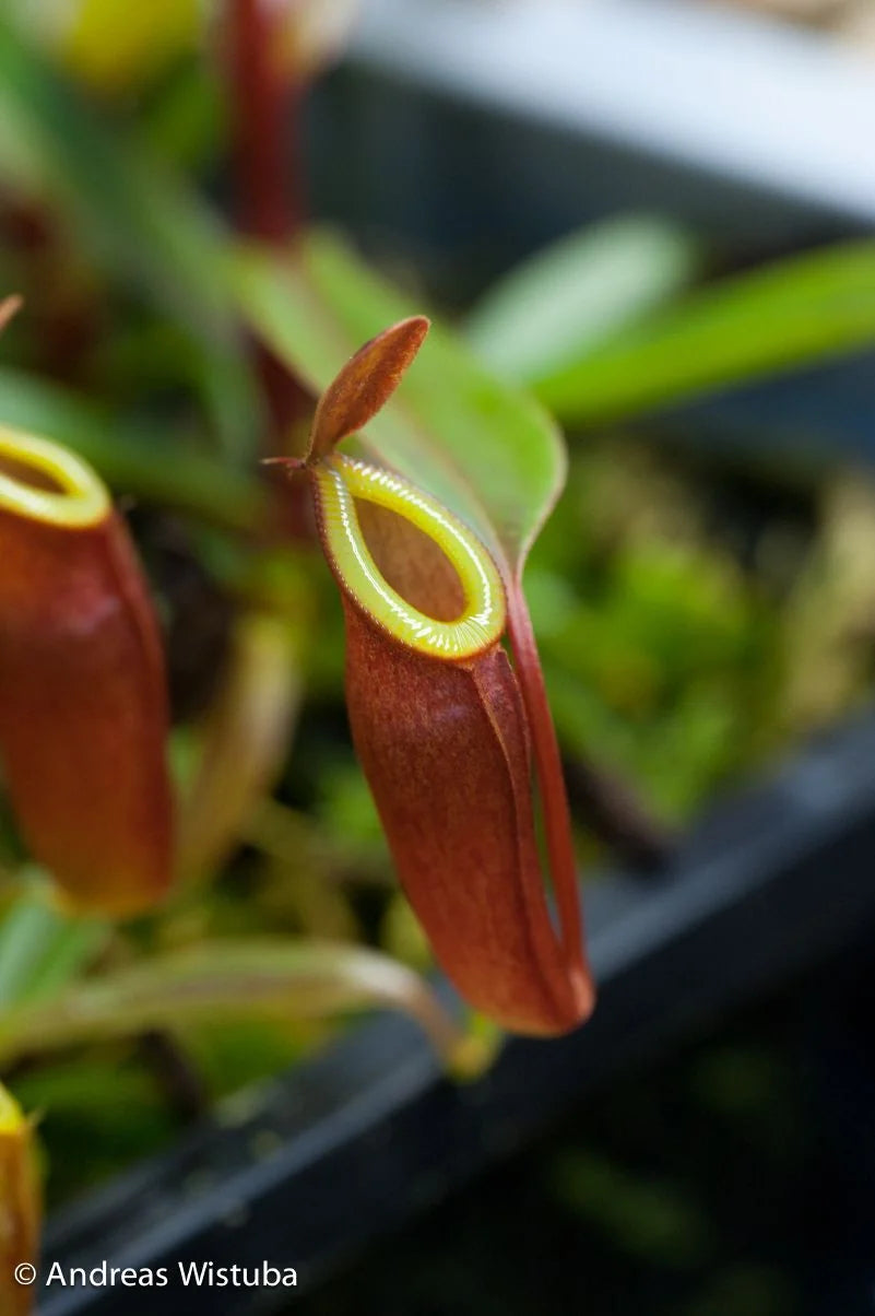 Nepenthes dubia (Malea, Sumatra) 大森食虫植物農園