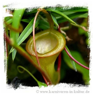 Nepenthes dubia {near Mt. Merapi, W. Sumatra, Indonesia} [BCP ID# N1421, 2425, 2565] / 2株の苗, サイズ 4-8 cm 大森食虫植物農園