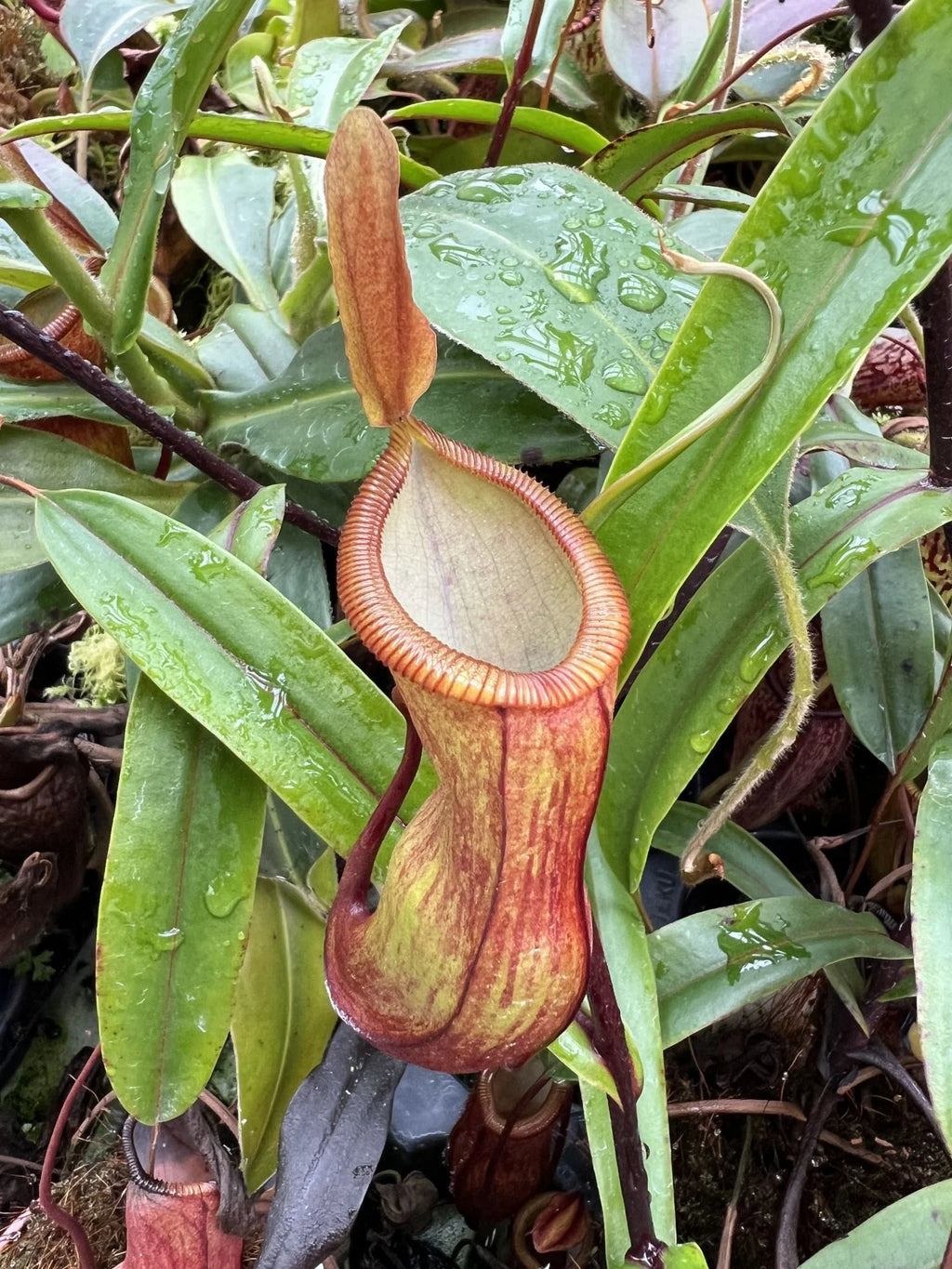 Nepenthes dubia x diabolica 大森食虫植物農園