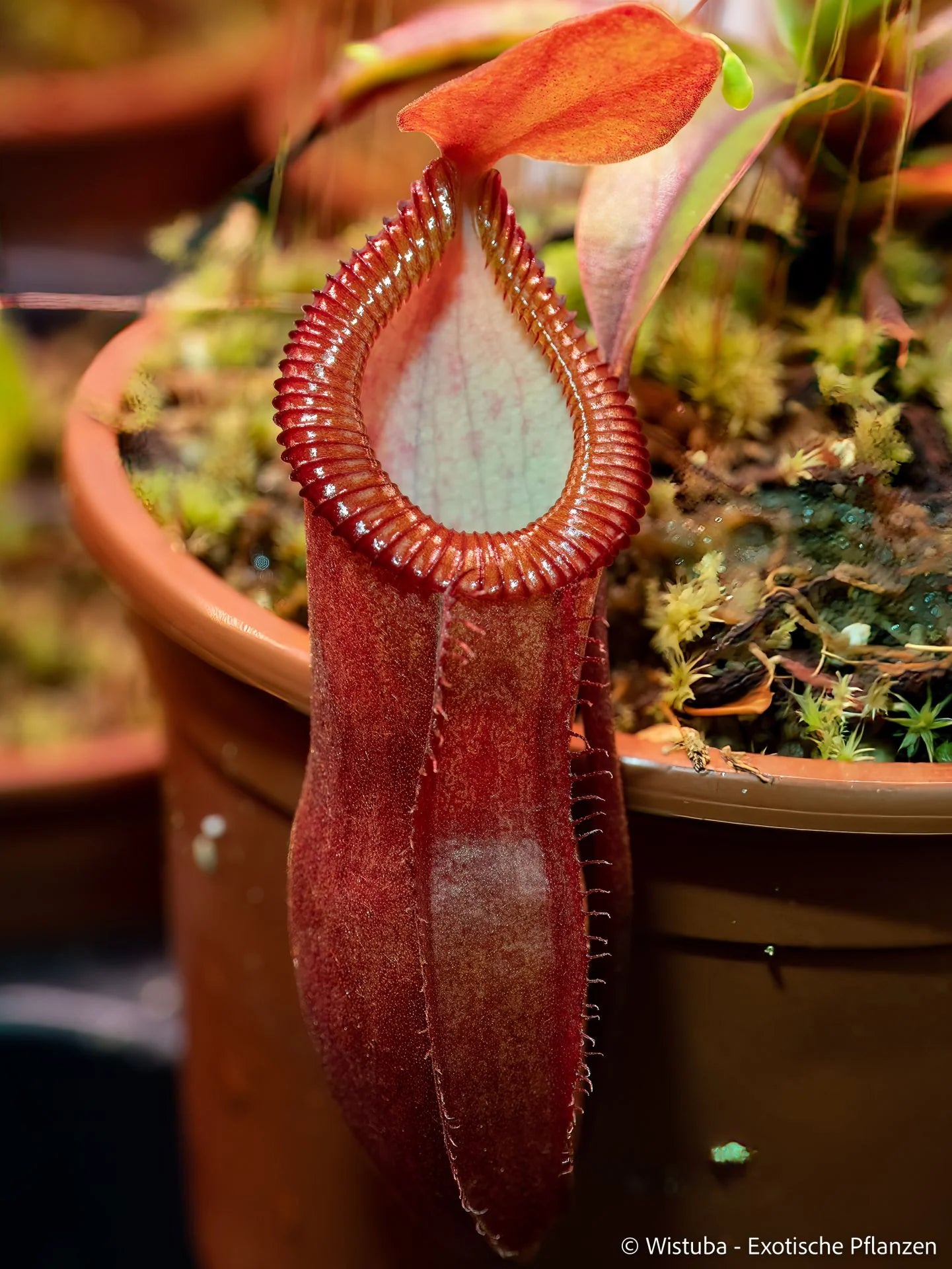 Nepenthes dubia x diabolica 大森食虫植物農園