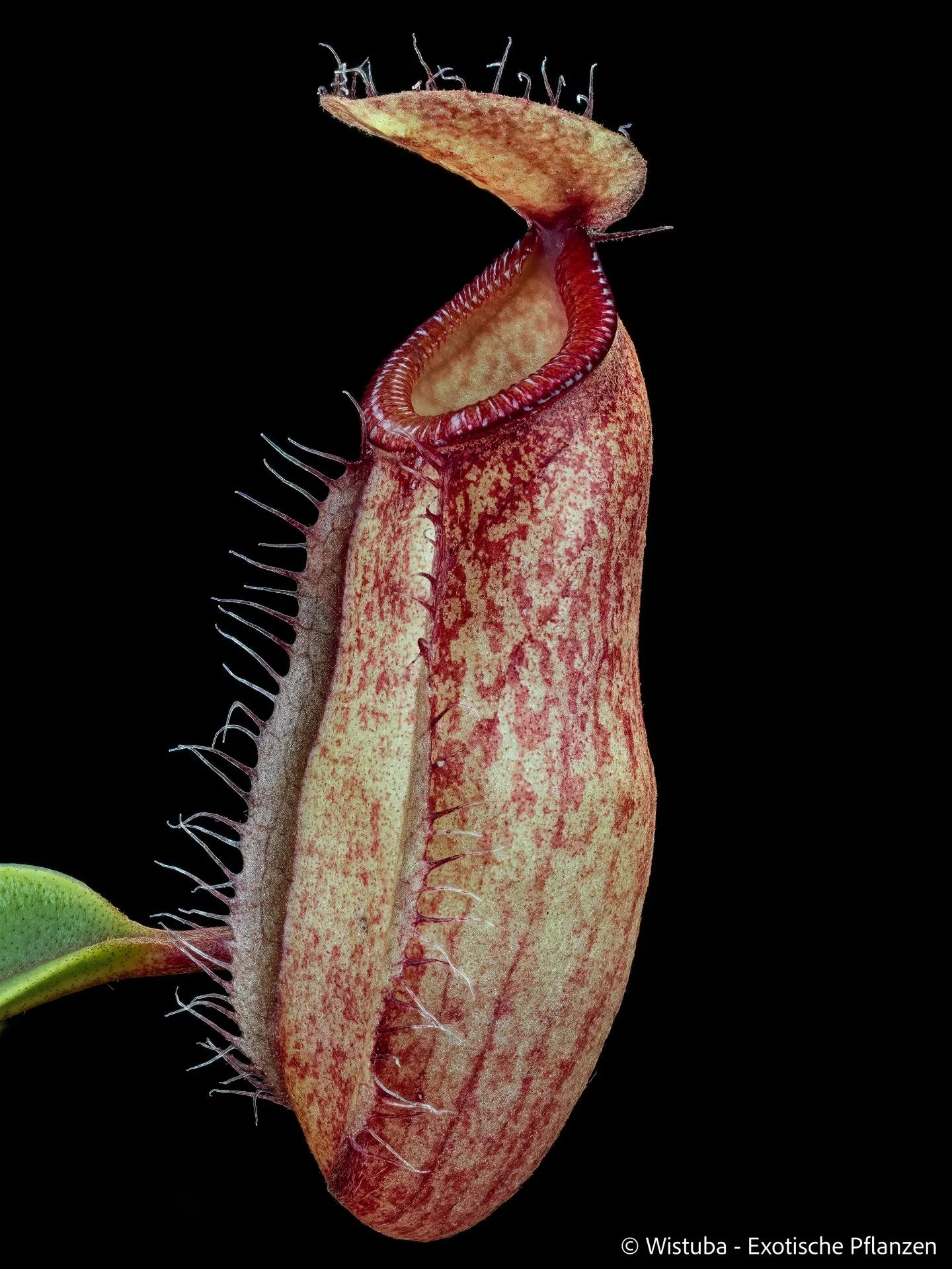 Nepenthes dubia x hamata 大森食虫植物農園