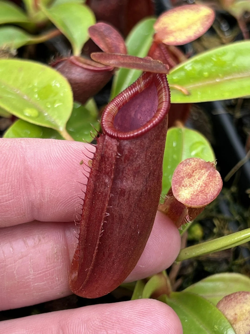 Nepenthes dubia x lowii 大森食虫植物農園