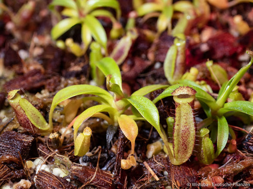 Nepenthes dubia x lowii 大森食虫植物農園