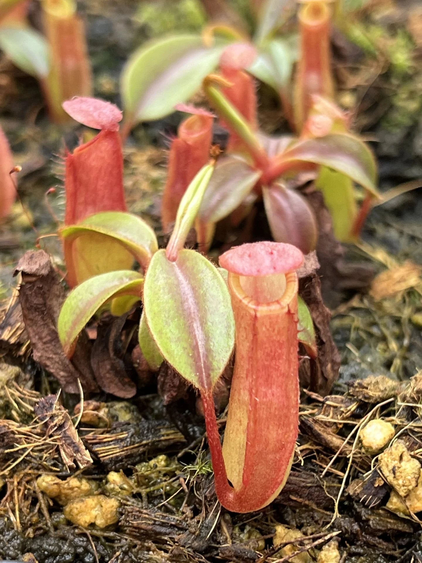 Nepenthes dubia x veitchii (striped peristome) 大森食虫植物農園
