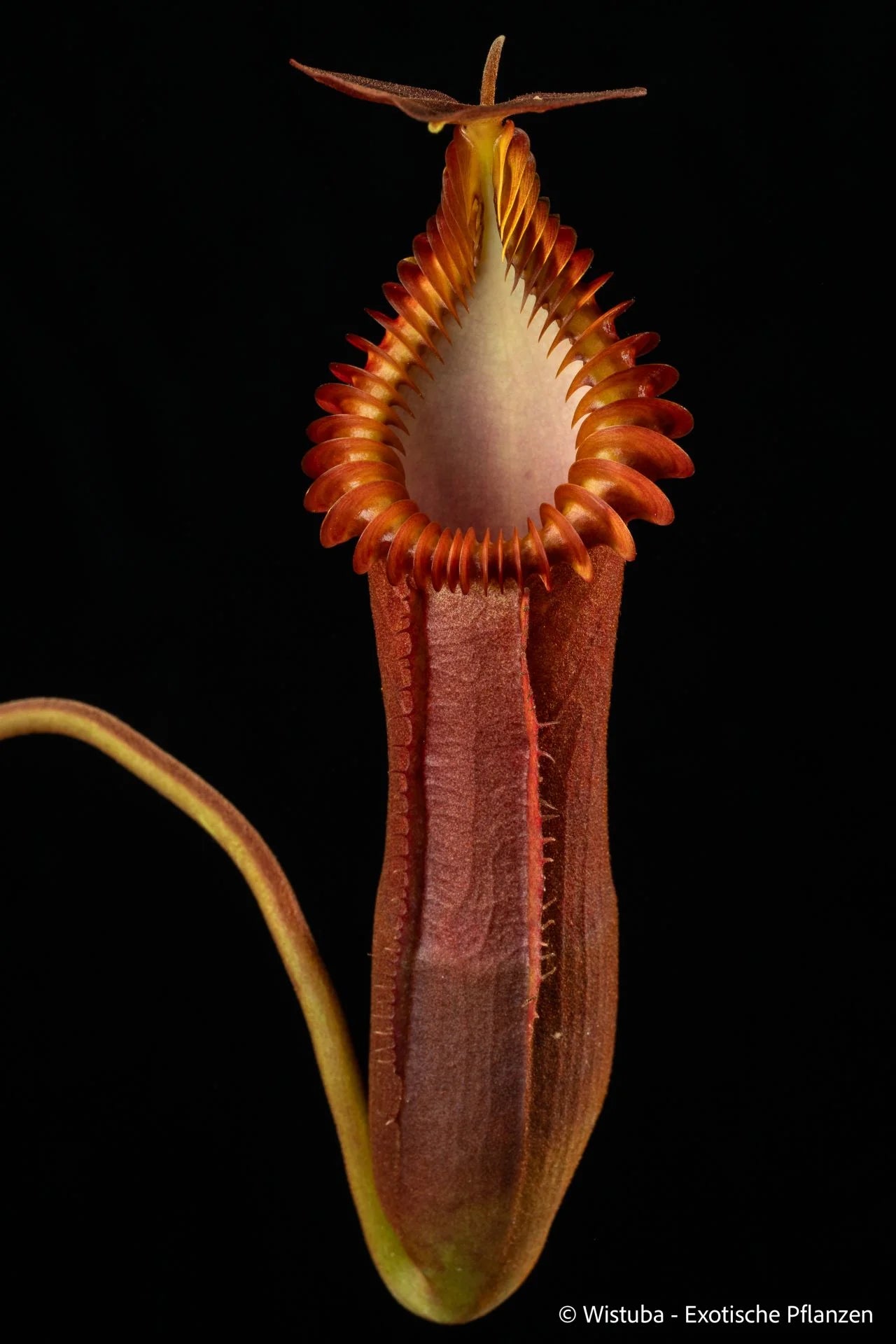 Nepenthes edwardsiana (Tamb.) 大森食虫植物農園