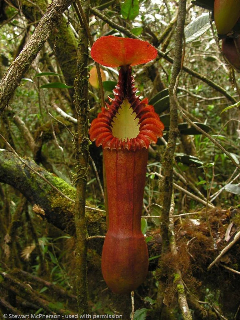 Nepenthes edwardsiana (Tamb.) 大森食虫植物農園