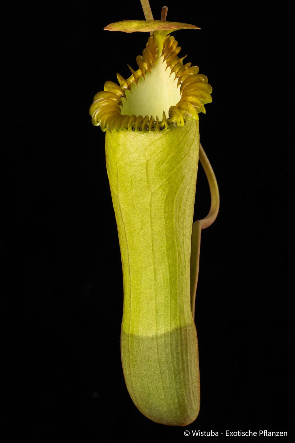 Nepenthes edwardsiana (Tamb.) 大森食虫植物農園
