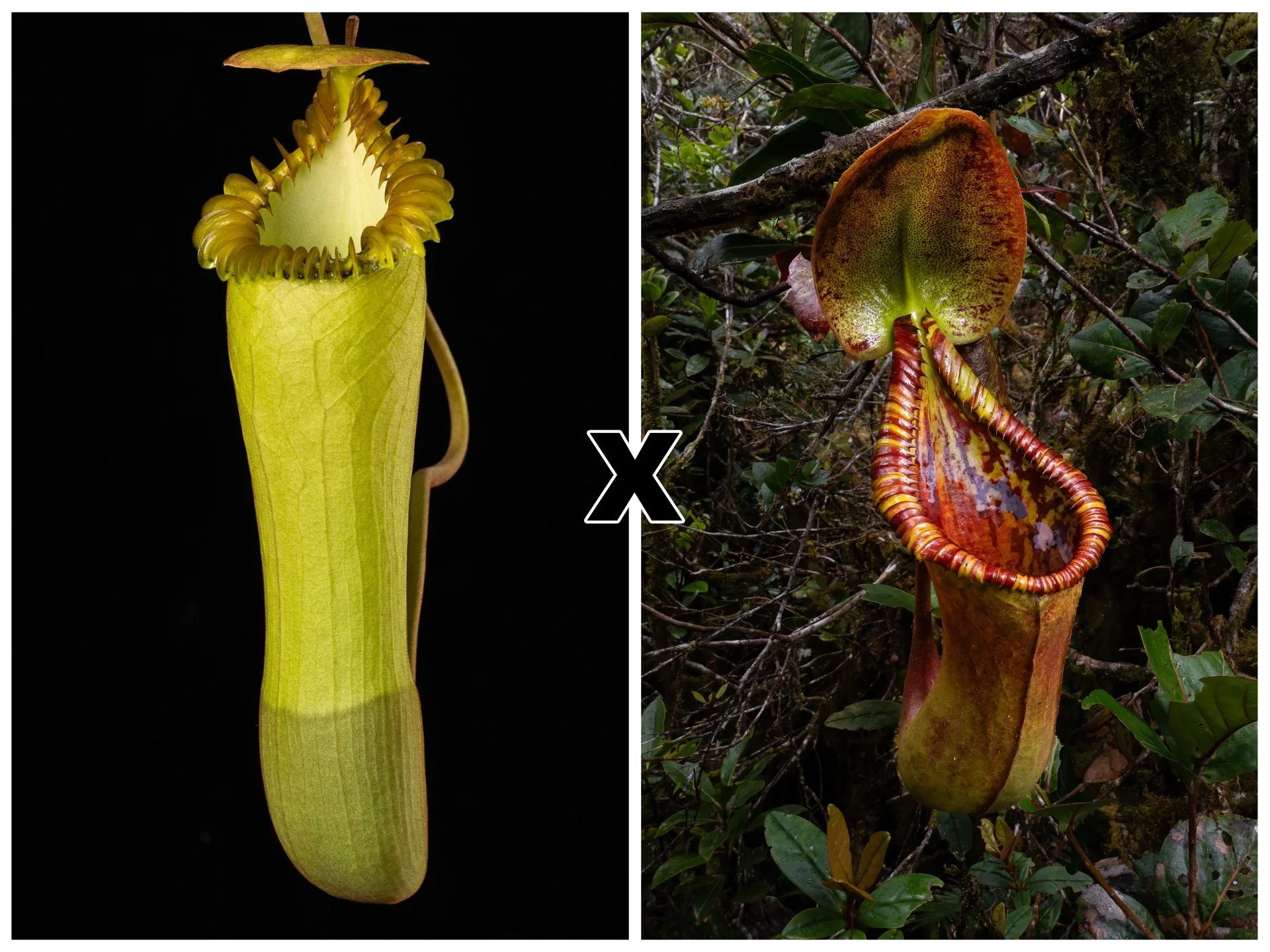 Nepenthes edwardsiana x Trusmadiensis 大森食虫植物農園