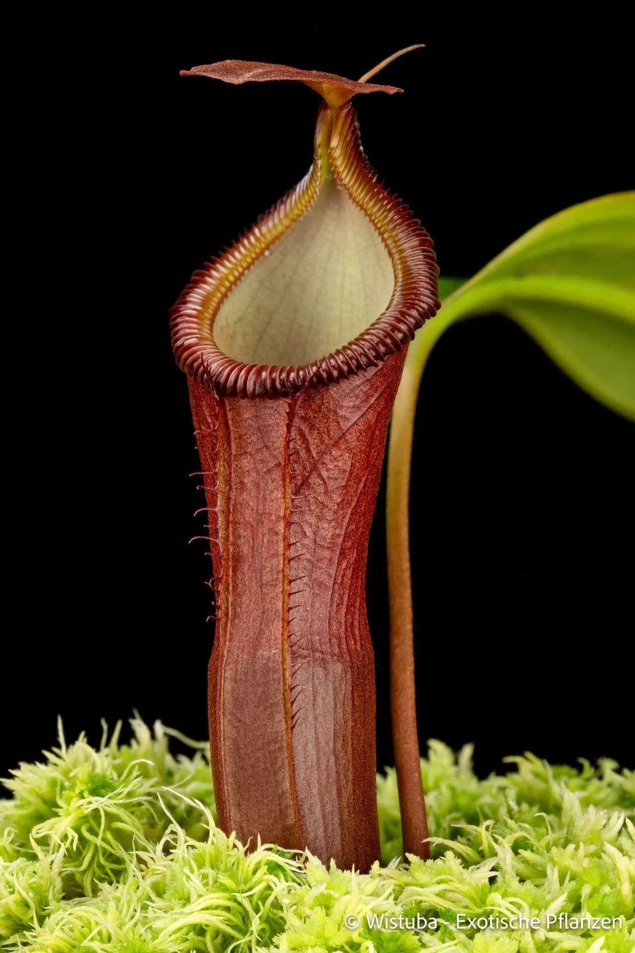 Nepenthes edwardsiana x dubia 大森食虫植物農園
