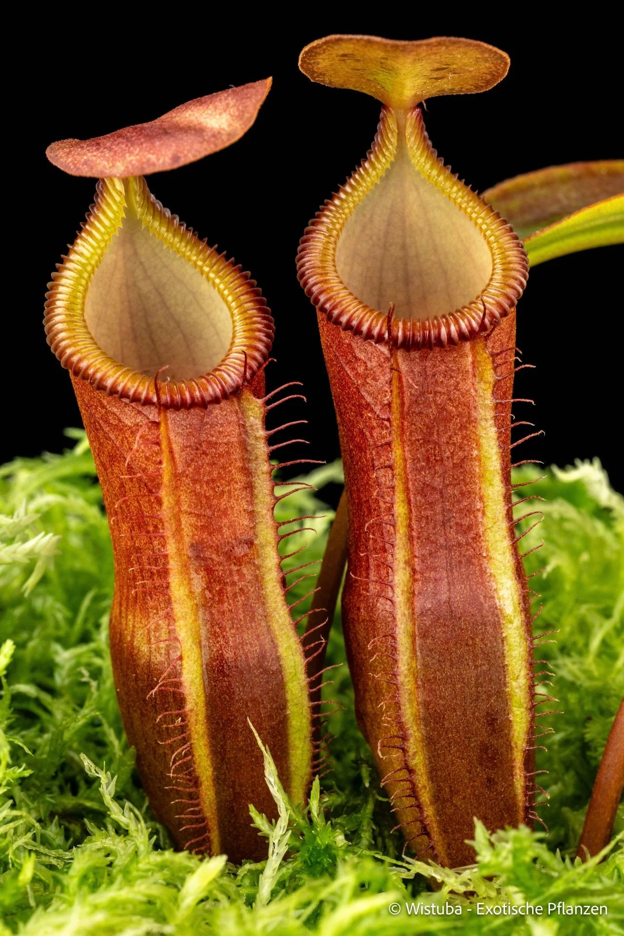 Nepenthes edwardsiana x dubia 大森食虫植物農園