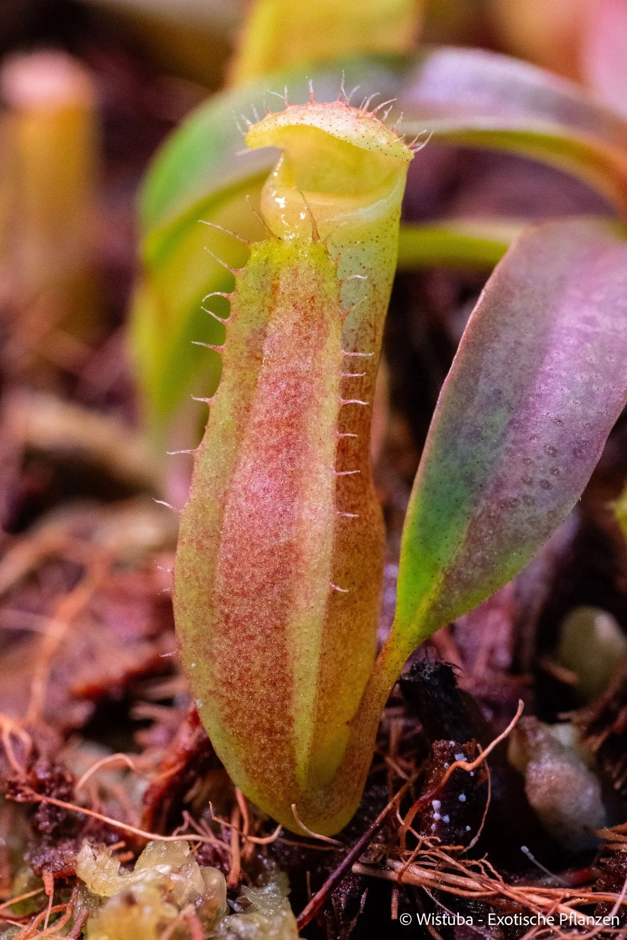 Nepenthes edwardsiana x dubia 大森食虫植物農園