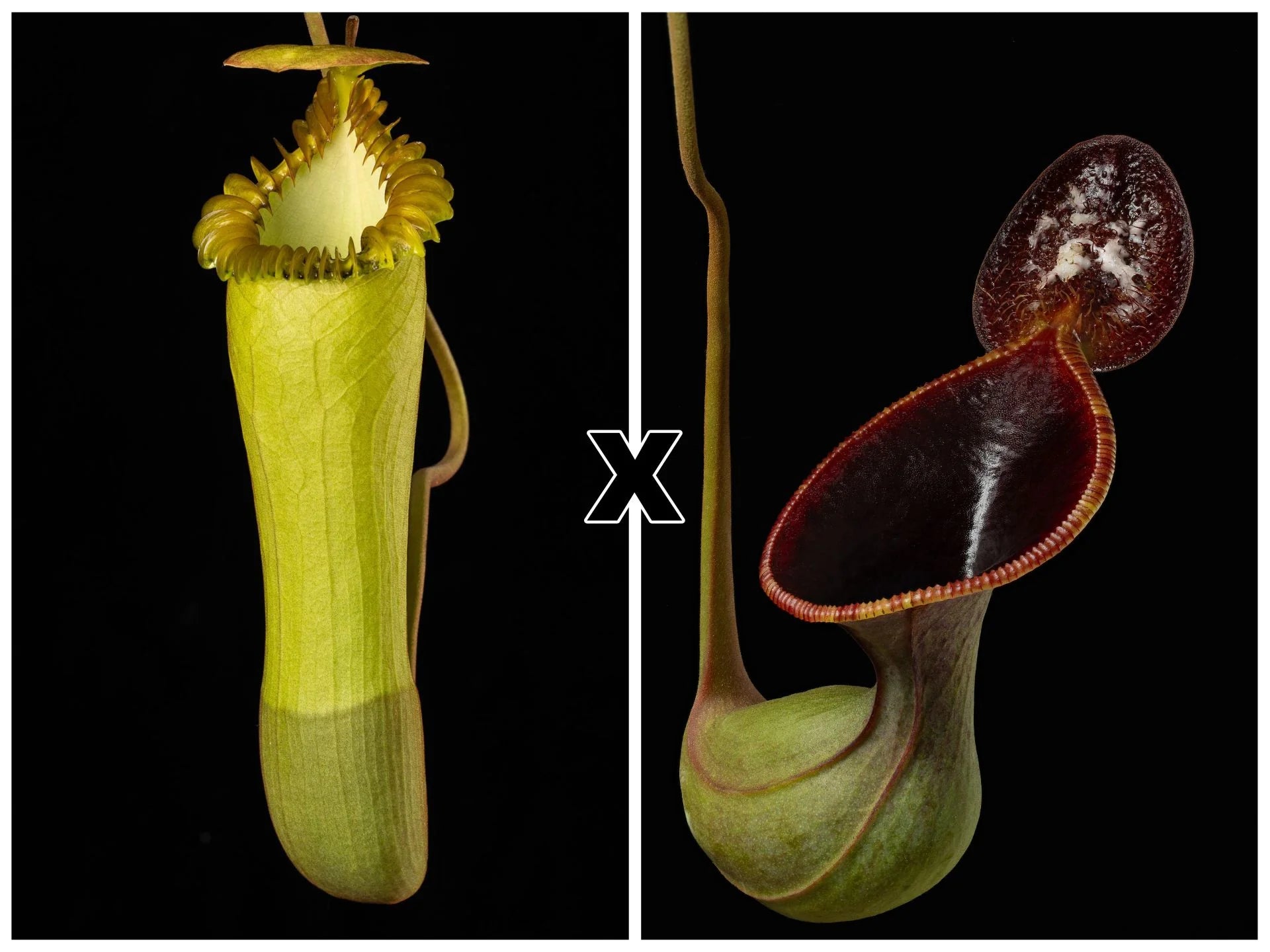 Nepenthes edwardsiana x lowii (Kinab.) 大森食虫植物農園