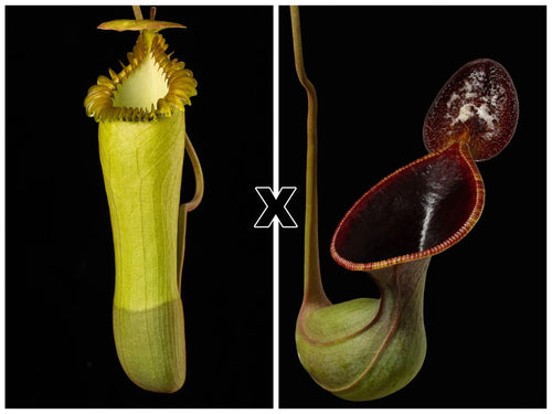 Nepenthes edwardsiana x lowii (Kinab.) 大森食虫植物農園