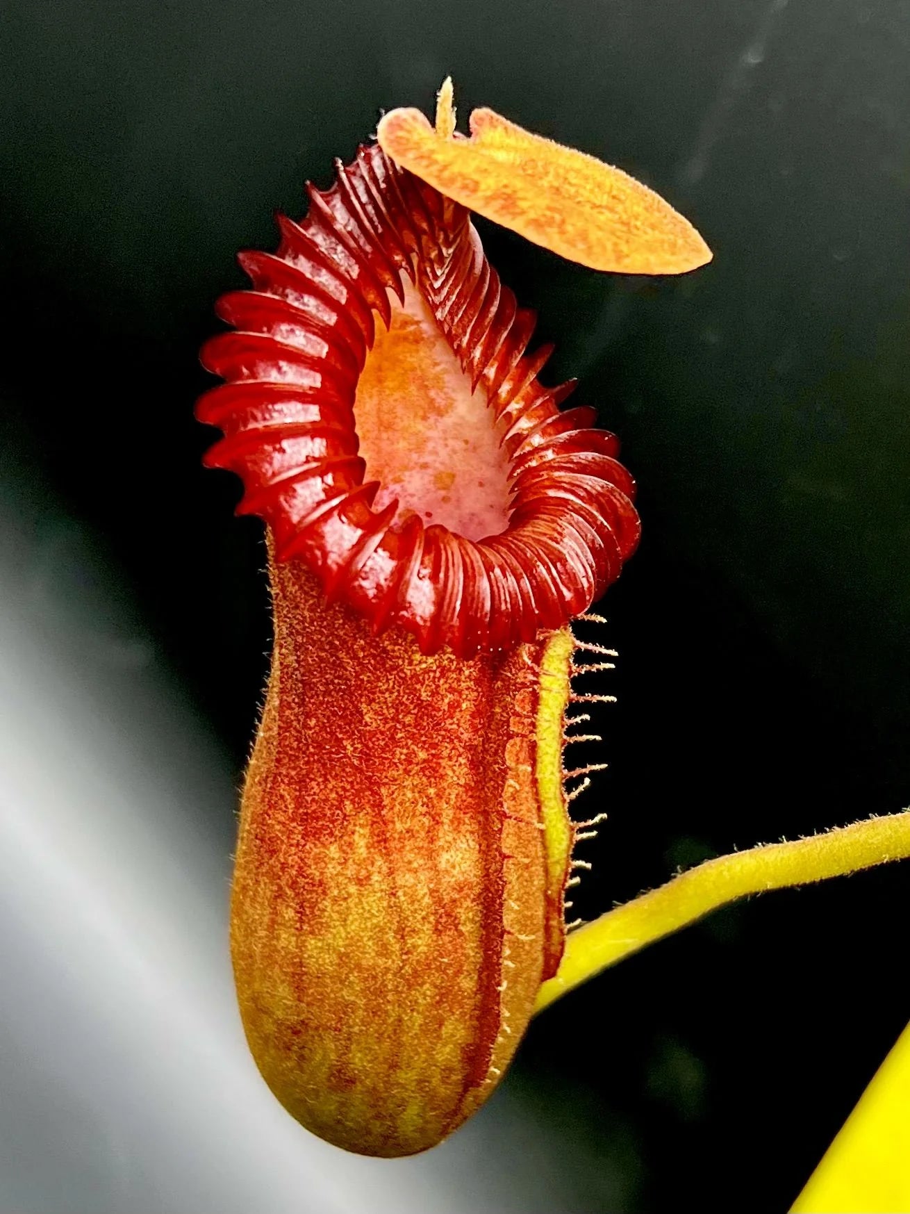 Nepenthes edwardsiana x villosa (Fx) (=Nepenthes x Harryana - Fx) (Borneo) 大森食虫植物農園