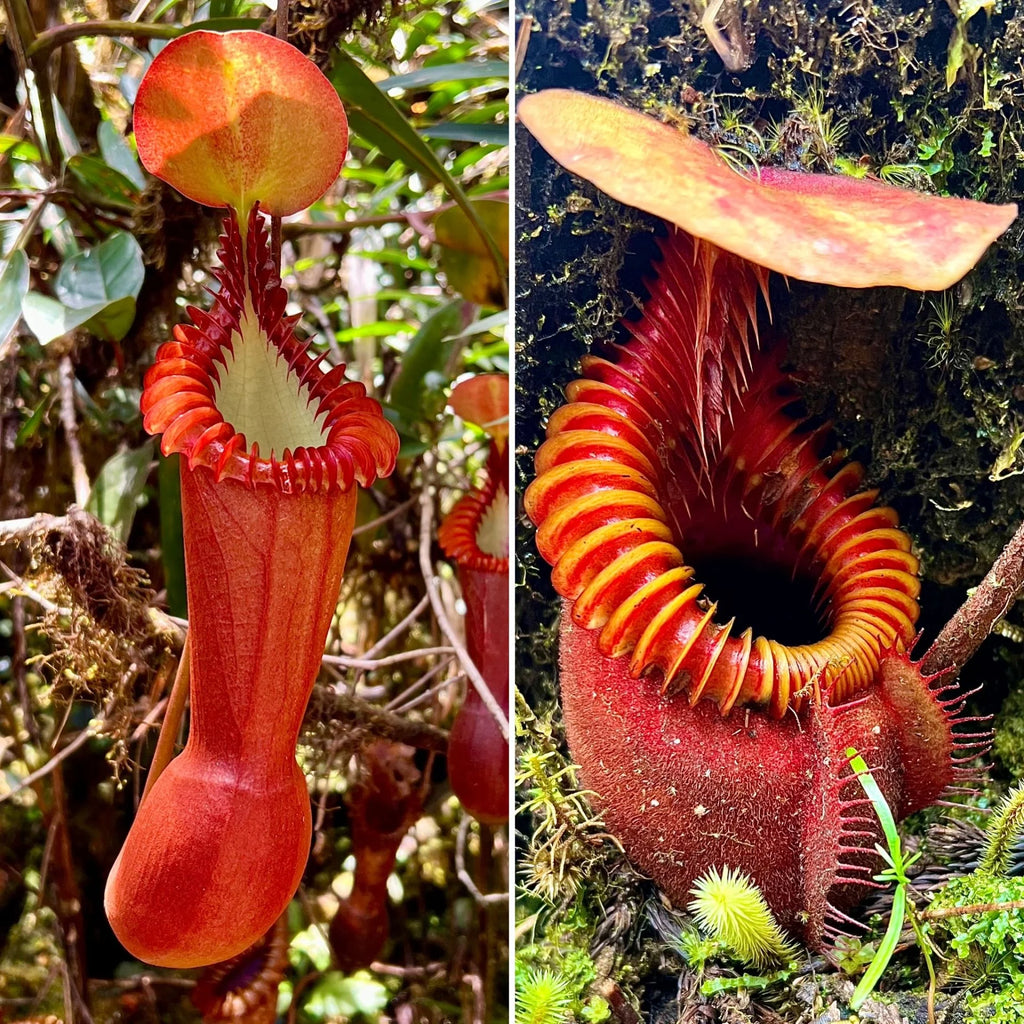Nepenthes edwardsiana x villosa (Fx) (=Nepenthes x Harryana - Fx) (Borneo) 大森食虫植物農園