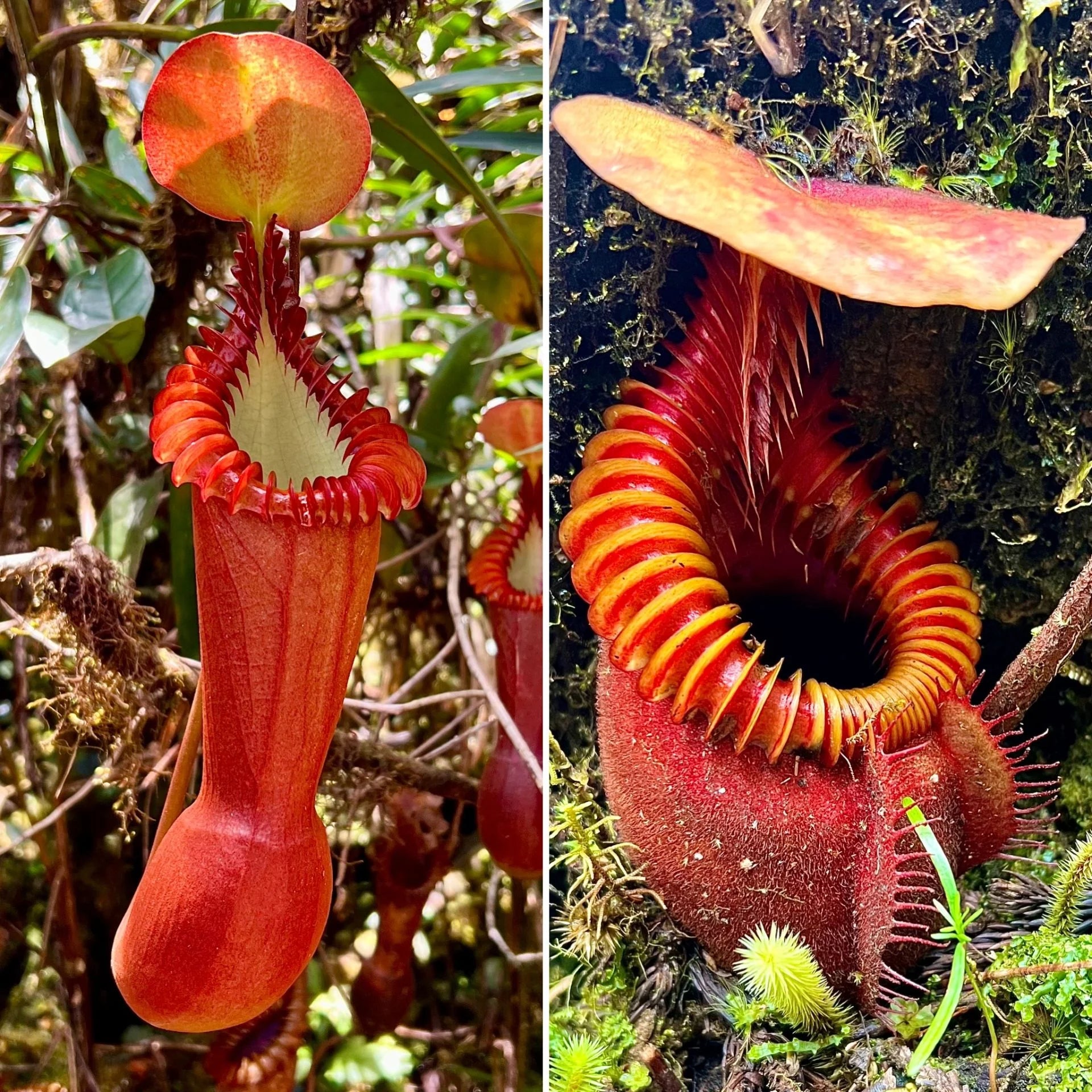 Nepenthes edwardsiana x villosa (Fx) (=Nepenthes x Harryana - Fx) (Borneo) 大森食虫植物農園