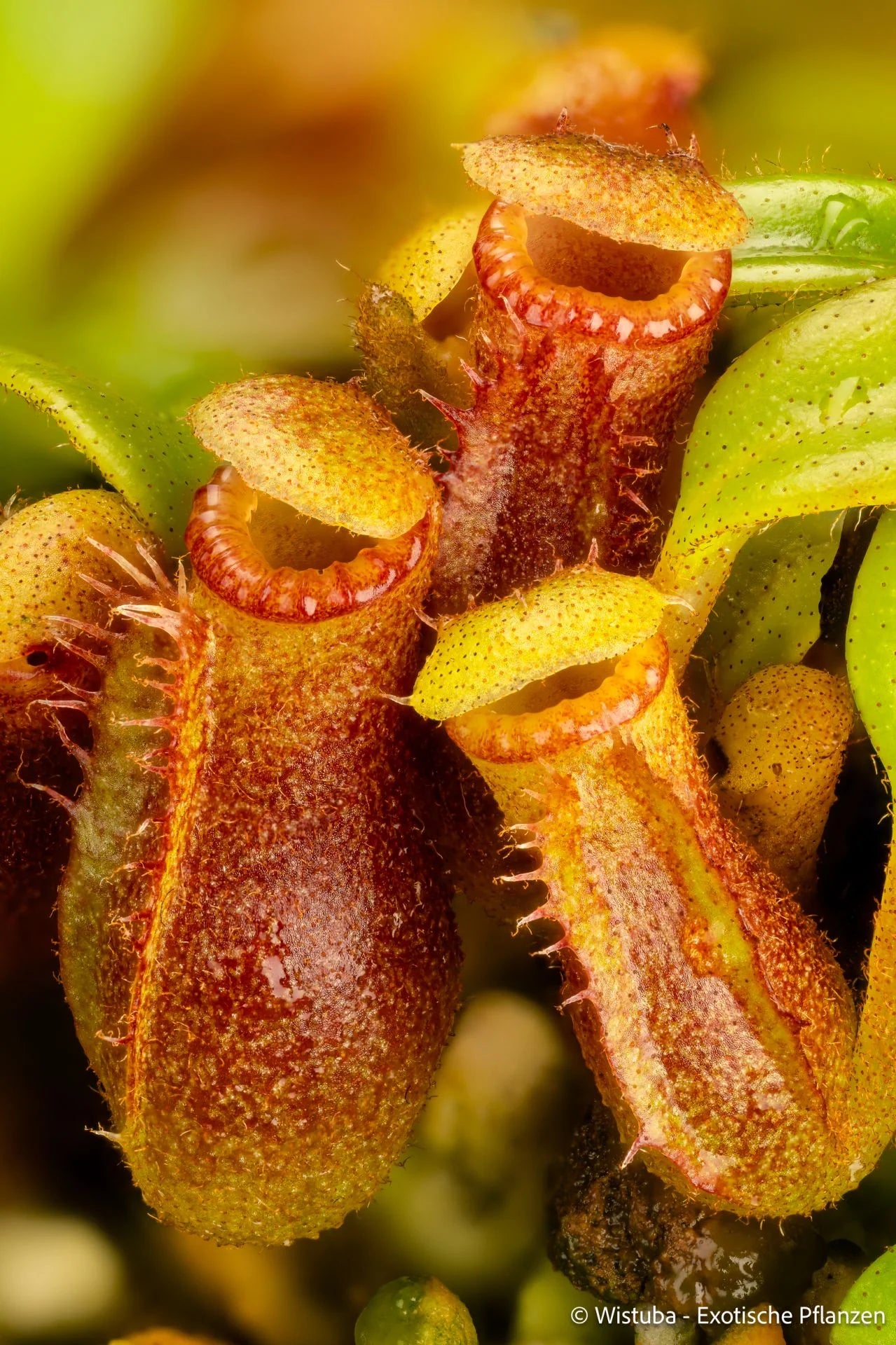 Nepenthes edwardsiana x villosa (Fx) (=Nepenthes x Harryana - Fx) (Borneo) 大森食虫植物農園