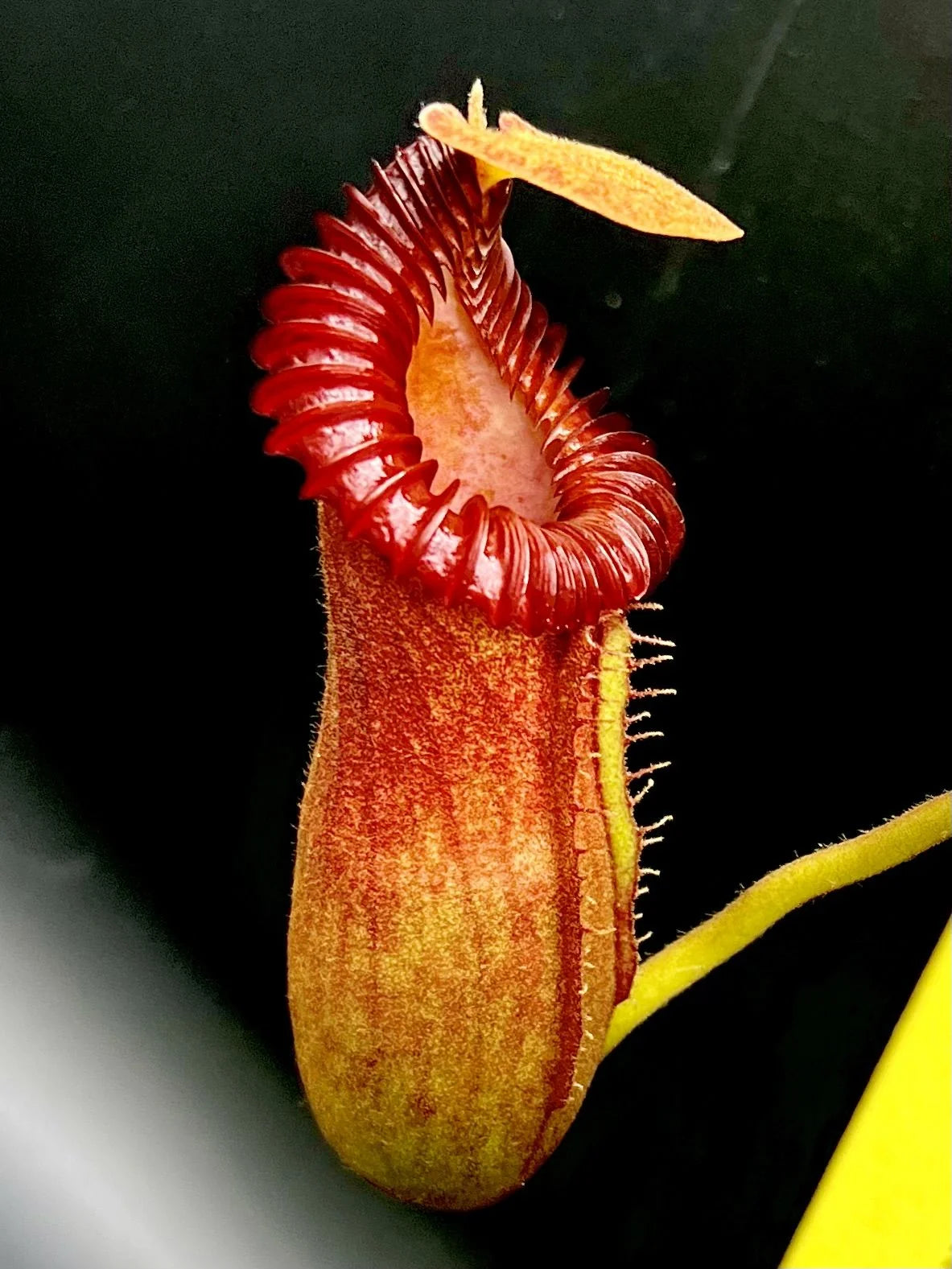Nepenthes edwardsiana x villosa (Fx) (=Nepenthes x Harryana - Fx) (Borneo) 大森食虫植物農園