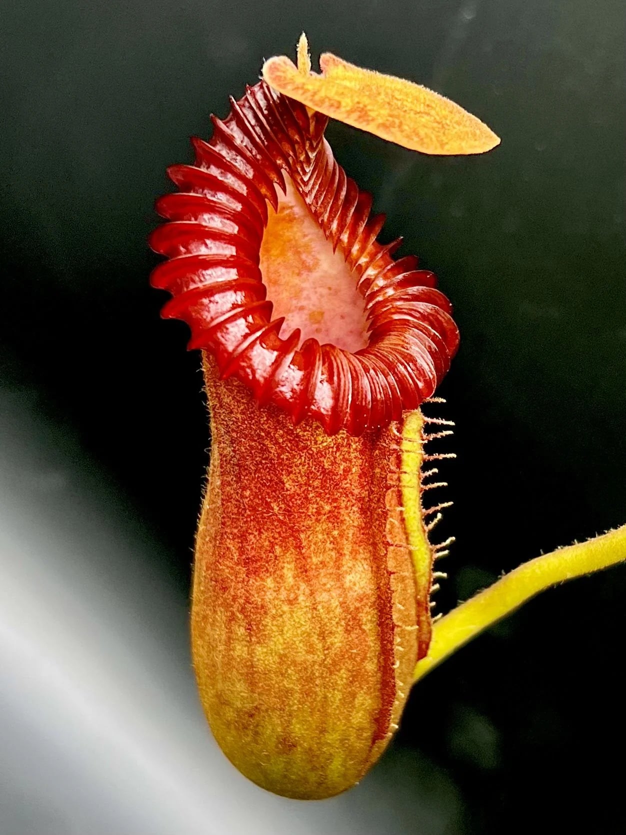 Nepenthes edwardsiana x villosa (Fx) (=Nepenthes x Harryana - Fx) (Borneo) 大森食虫植物農園