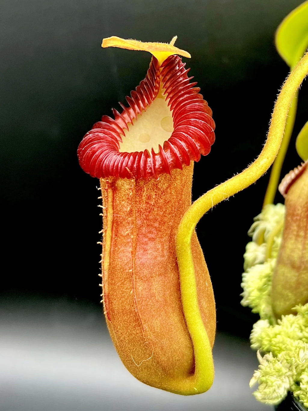 Nepenthes edwardsiana x villosa (Fx) (=Nepenthes x Harryana - Fx) (Borneo) 大森食虫植物農園