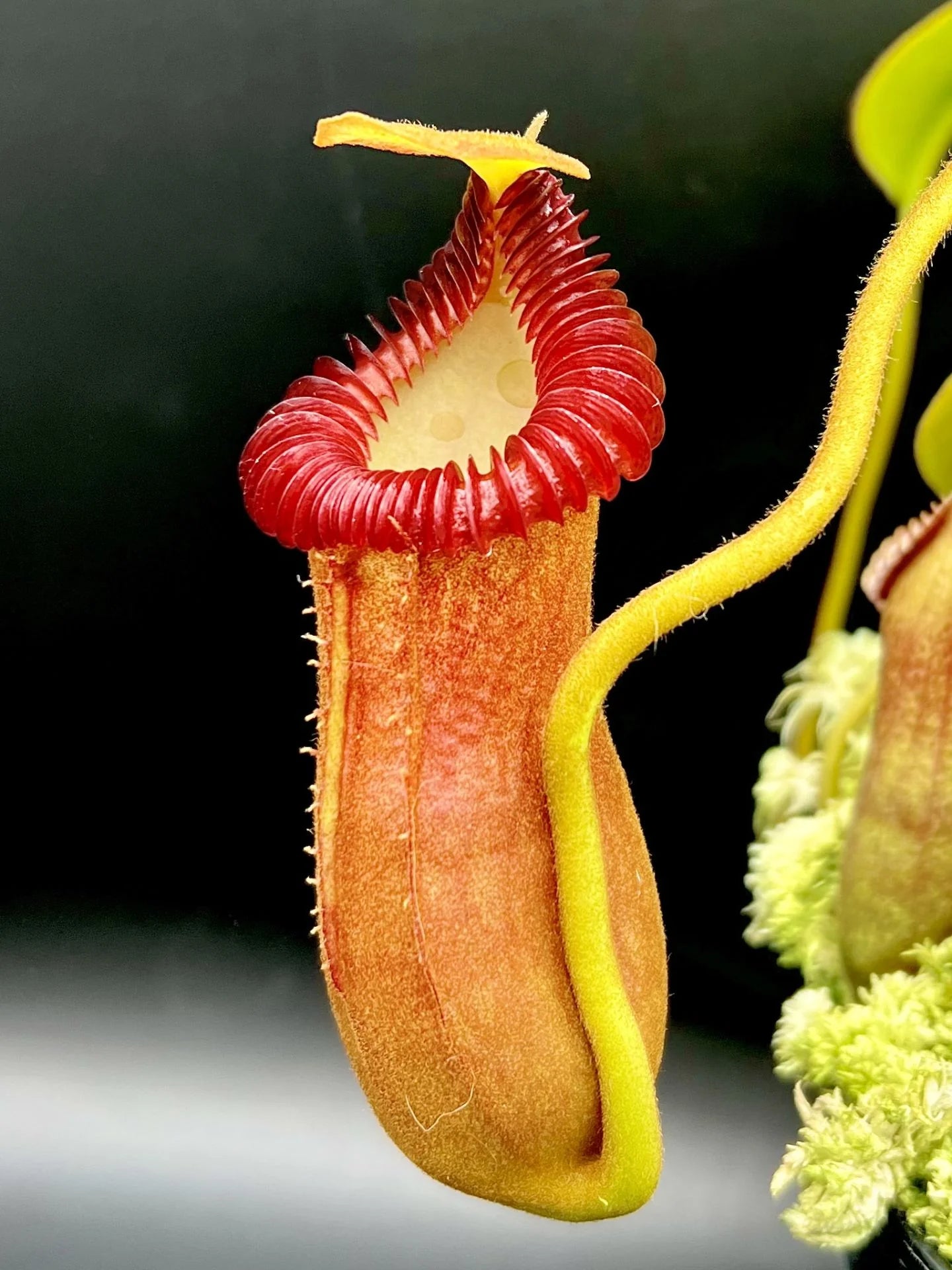 Nepenthes edwardsiana x villosa (Fx) (=Nepenthes x Harryana - Fx) (Borneo) 大森食虫植物農園